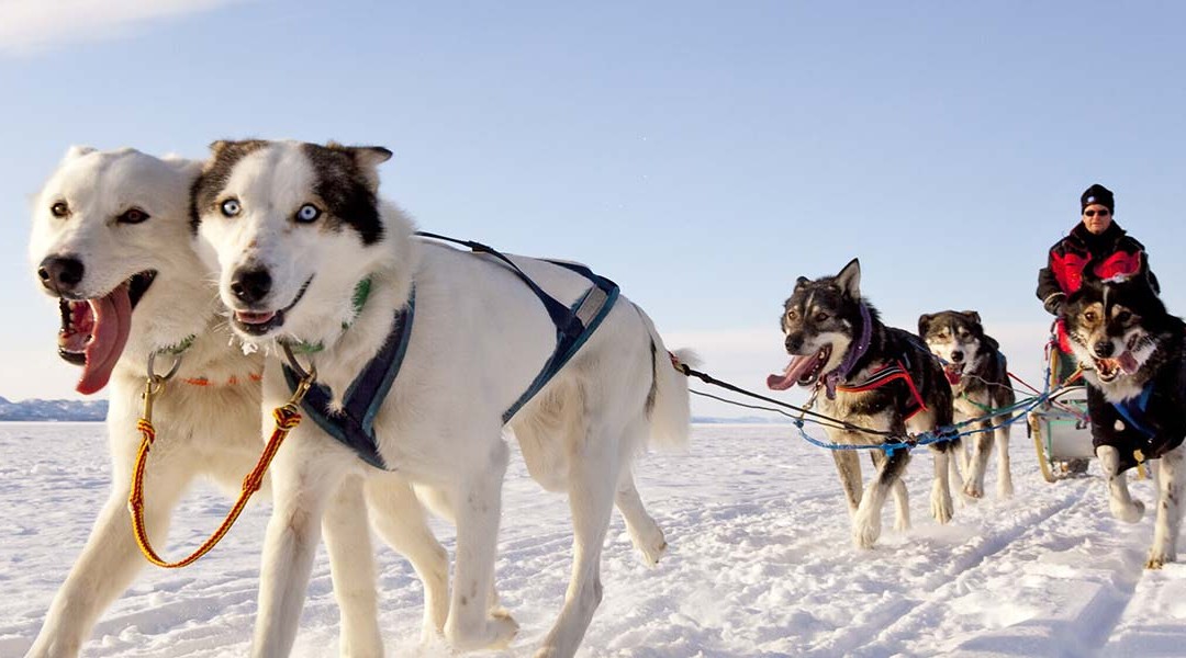 2023 Yukon Dog Sledding – Lodge Based