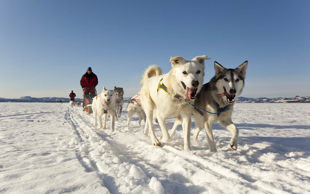 2023 Yukon Dog Sledding – Takhini River Day Trip
