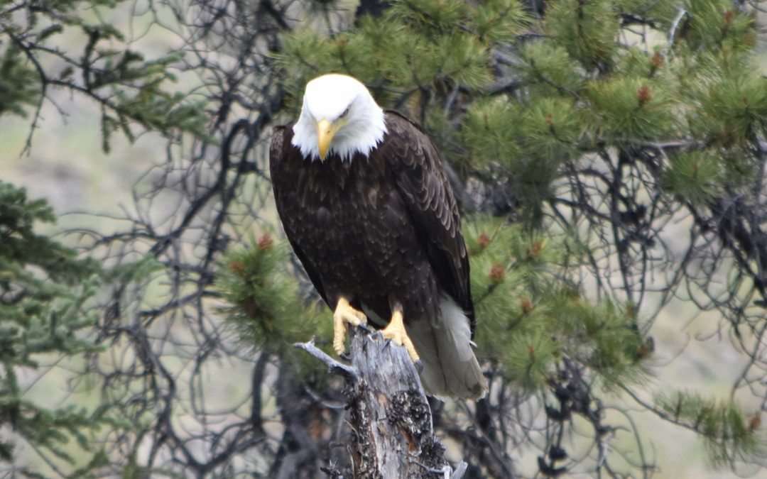 Birdwatching in Tombstone