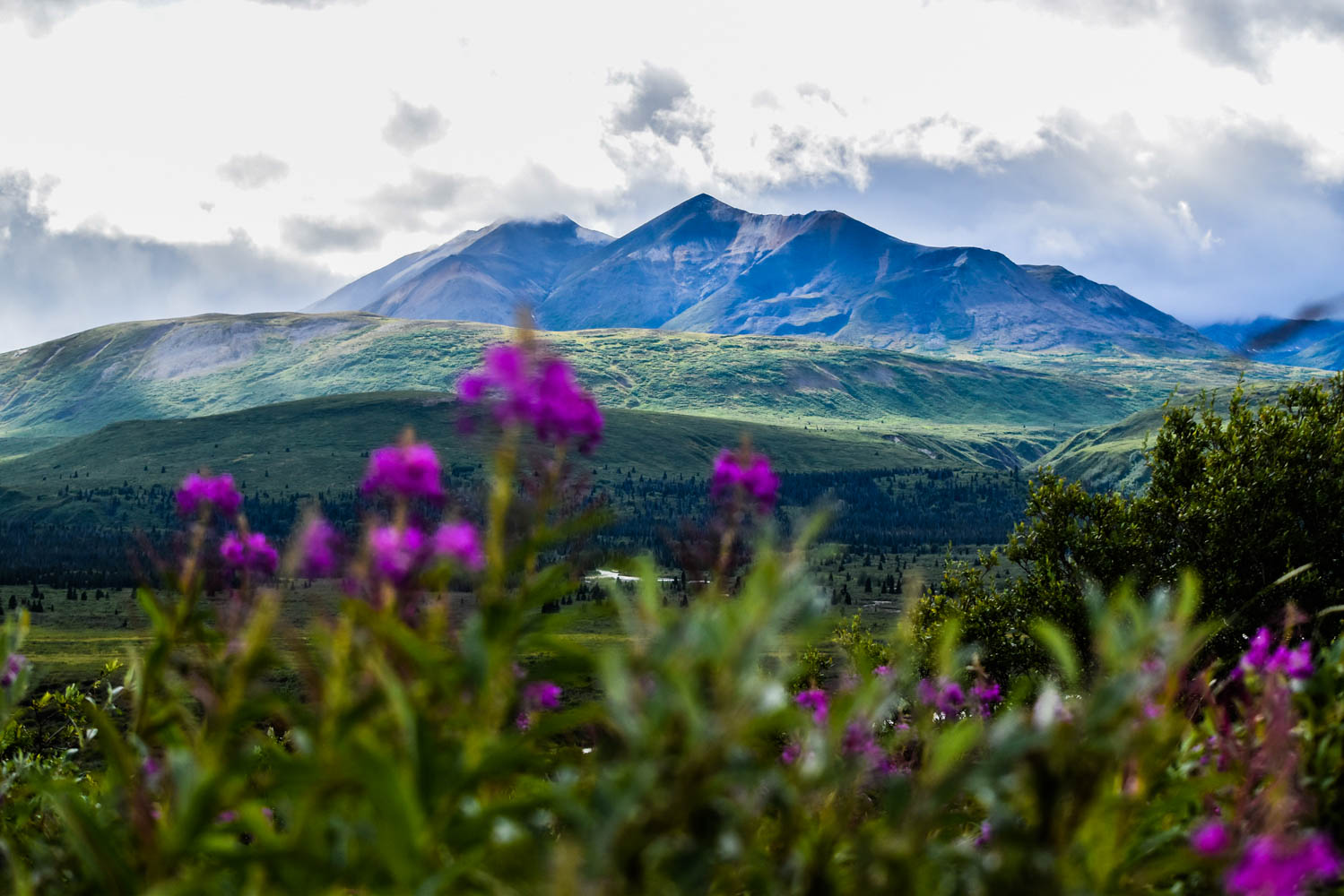 fireweed with mountain in background