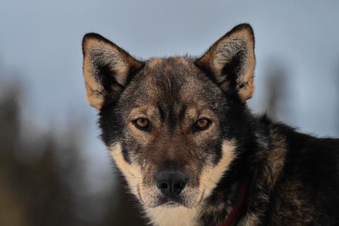 Working Dogs - A place for people who love dogs - Alaskan Huskies
