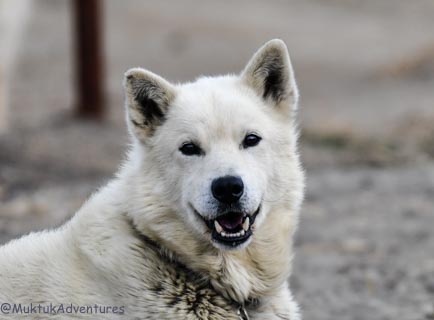 Retired Dogs - A place for people who love dogs - Alaskan Huskies