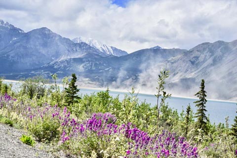 wildflowers along lake shore with mountains in background
