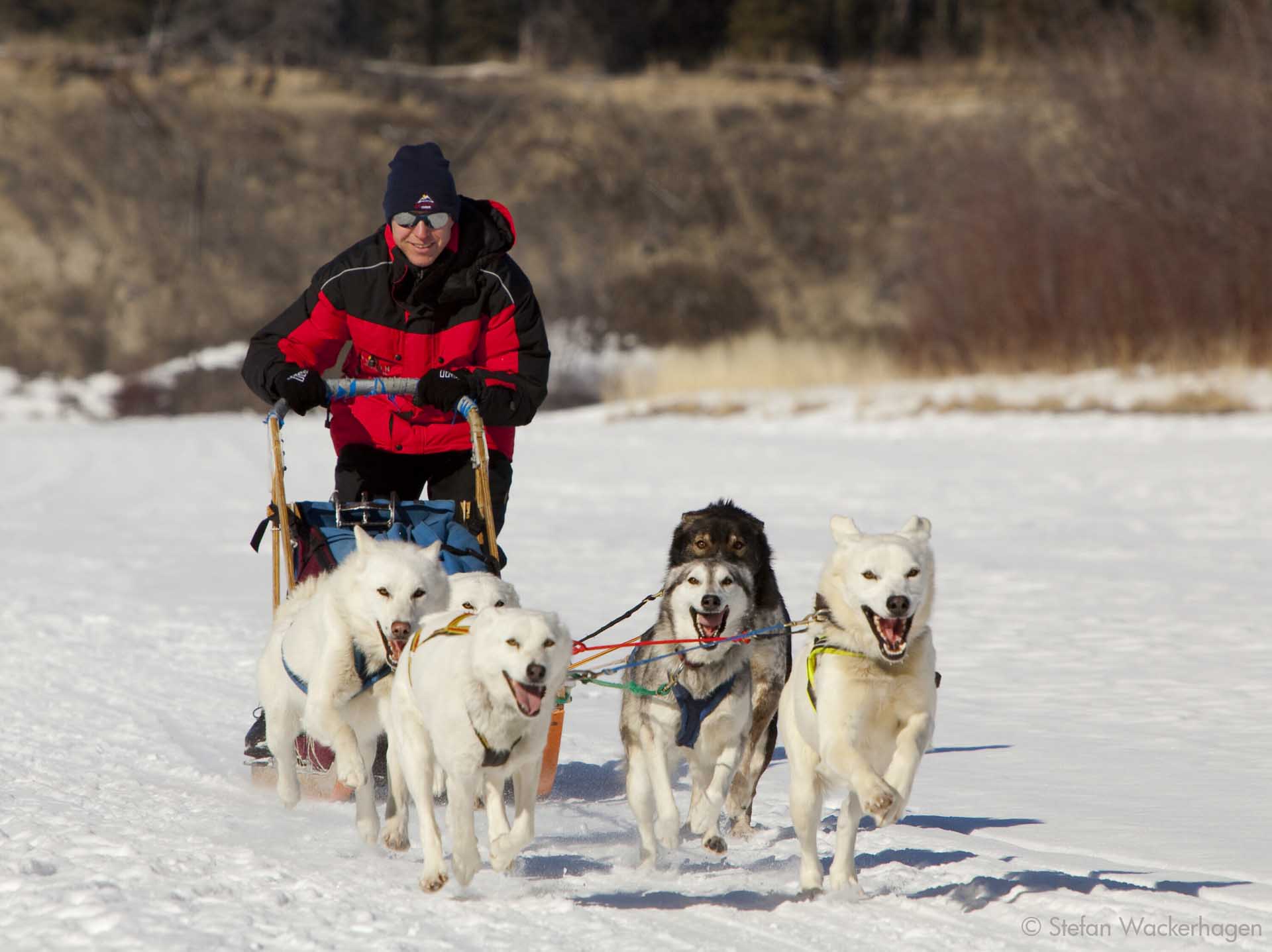 Dogs pulling a man on a sled
