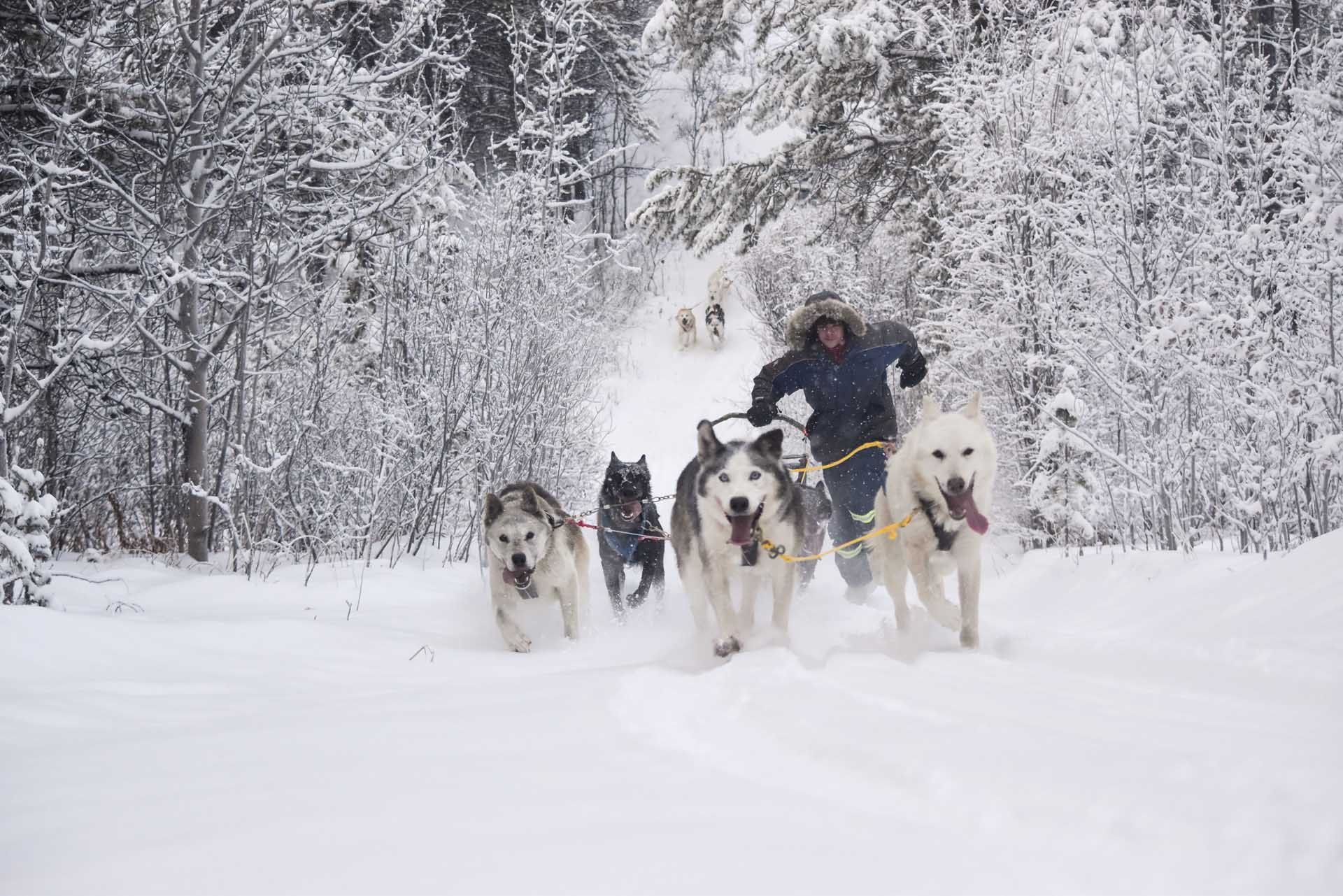Dogs pulling a man on a sled in a snowy environment