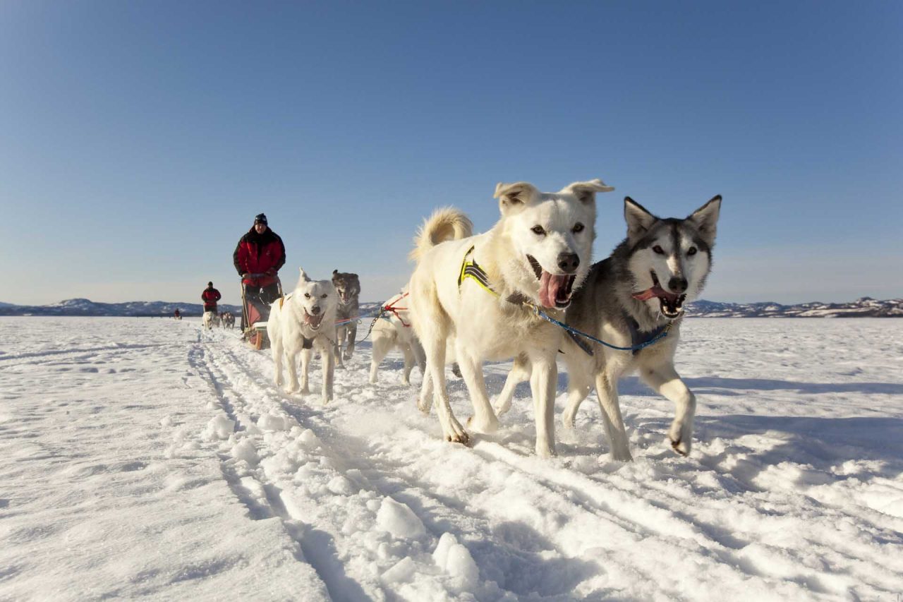 Muktuk Adventures - Guided River Trips, Hiking and Dog Sledding