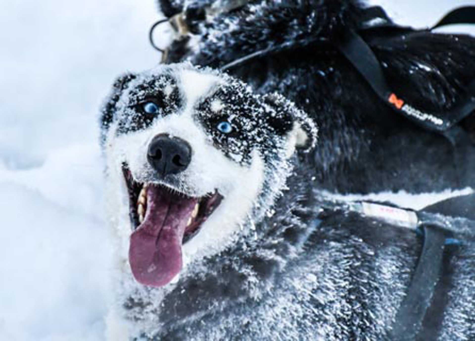 Black and white dog covered in snow