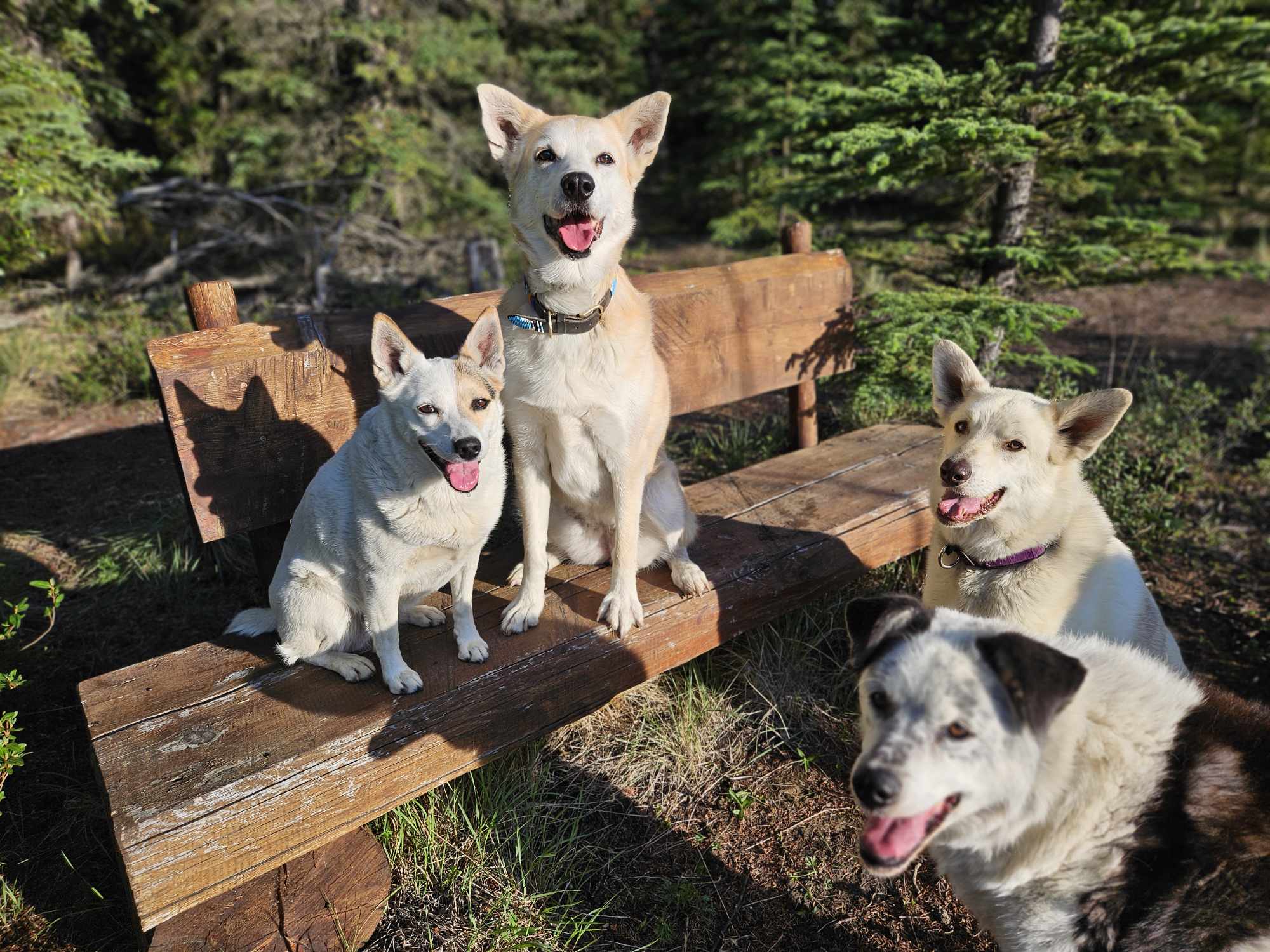 Happy dogs sitting on park bench during our half day walking tour