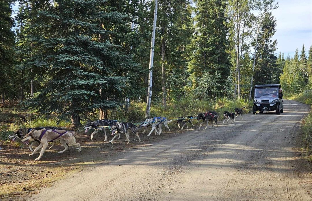 Ibex Husky Express