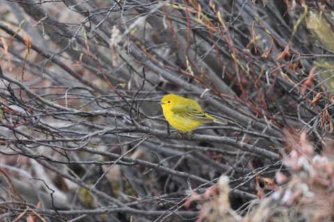 Yellow bird sitting in bush. Birdwatching in Tombstone