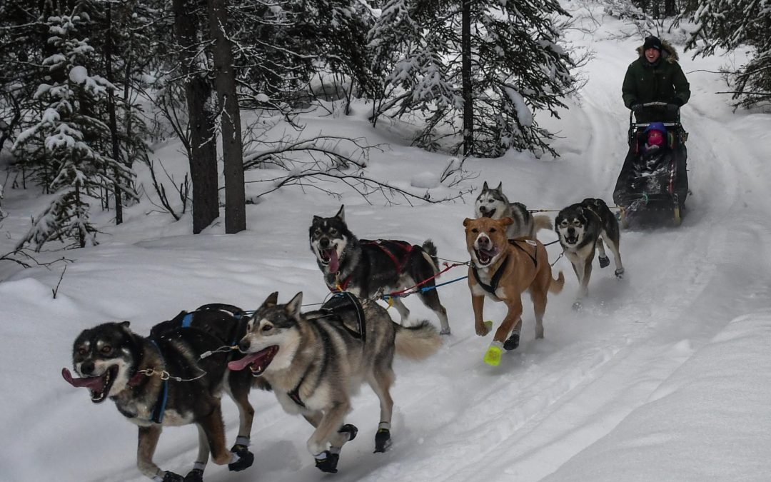 Yukon Dog Sledding – Takhini Express
