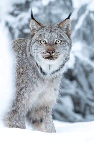 lynx looking right at the camera