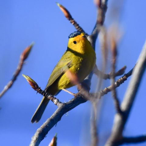 Wilson Warbler in Tree. Spring Birding Yukon